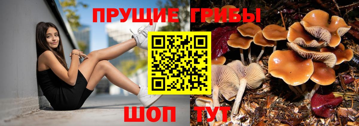 где купить наркотик  Псилоцибиновые грибы ЛСД  Вход с VPN  Благодарный 